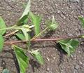 Sida rhombifolia